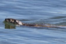 B01RiverOtterInPAHarbor4517.jpg B01RiverOtterInPAHarbor4517.jpg