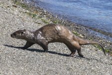B02EmergingRiverOtter4526.jpg B02EmergingRiverOtter4526.jpg