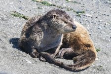 B06RiverOtter4569.jpg B06RiverOtter4569.jpg
