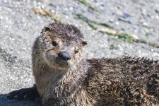 B07RiverOtterHeadShot4553.jpg B07RiverOtterHeadShot4553.jpg