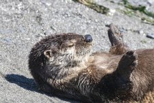 B08RiverOtterOnBack4552.jpg B08RiverOtterOnBack4552.jpg
