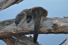 DSC_0215.JPG DSC_0215.JPG