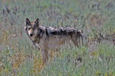 LamarValleyWolf2011.jpg LamarValleyWolf2011.jpg
