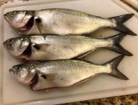 Bluefish3.jpg Bluefish3.jpg