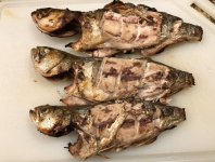 Bluefish Grilled.jpg Bluefish Grilled.jpg