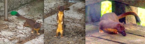 weaselsssssssssss.jpg weaselsssssssssss.jpg