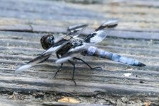 ZEightSpottedSkimmer4781.jpg ZEightSpottedSkimmer4781.jpg