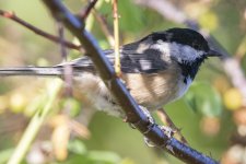 B02BlackCappedChickadee4745.jpg B02BlackCappedChickadee4745.jpg
