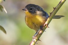 B03CommonYellowthroatFemale4749.jpg B03CommonYellowthroatFemale4749.jpg