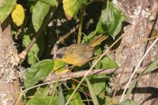 B04ScruffyCommonYellowthroatWarbler4705.jpg B04ScruffyCommonYellowthroatWarbler4705.jpg