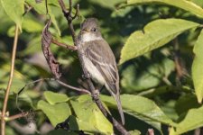 B07WillowFlycatcher4789.jpg B07WillowFlycatcher4789.jpg
