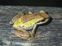 B09PacificTreeFrog8220026.jpg B09PacificTreeFrog8220026.jpg