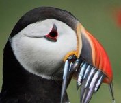 we-need-to-talk-about-how-sad-puffins-look-2-8822-1449774989-4_dblbig.jpeg we-need-to-talk-about-how-sad-puffins-look-2-8822-1449774989-4_dblbig.jpeg