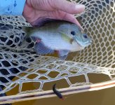 20220924_green_bluegill.jpg