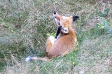 RedFoxScratching5048.jpg RedFoxScratching5048.jpg