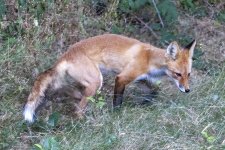 RedFox5054.jpg RedFox5054.jpg