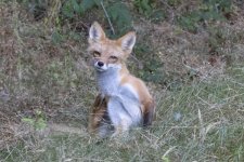 RedFoxSitting5058.jpg RedFoxSitting5058.jpg