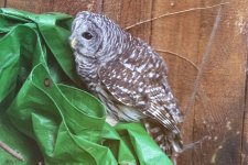 BarredOwl5070.jpg BarredOwl5070.jpg