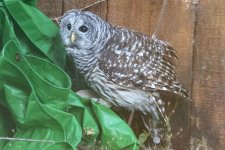BarredOwl5078.jpg BarredOwl5078.jpg