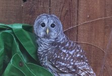 BarredOwl5072.jpg BarredOwl5072.jpg