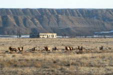 Elk at Hanford Townsite.jpg Elk at Hanford Townsite.jpg