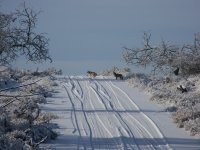 Yotes.jpg Yotes.jpg