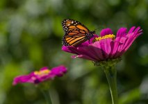 036-Monarch-092422.jpg 036-Monarch-092422.jpg