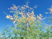 20220924_142033_02 Tamarisk.jpg 20220924_142033_02 Tamarisk.jpg