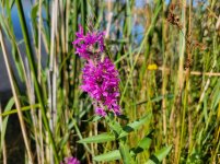 20220923_161118 Purple Loosestrife.jpg 20220923_161118 Purple Loosestrife.jpg