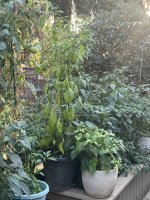 FAE29A9D-60F0-42B7-9C3C-0D83CF9CEAB9.jpeg