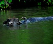 Waterbuffalo.jpg Waterbuffalo.jpg