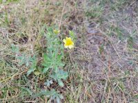 20220929_141325 Sulphur Cinquefoil.jpg