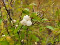 20220929_173511 Snowberry.jpg