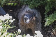 D05HoaryMarmot4999.jpg D05HoaryMarmot4999.jpg