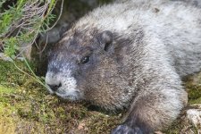 ZDHoaryMarmot5015.jpg ZDHoaryMarmot5015.jpg
