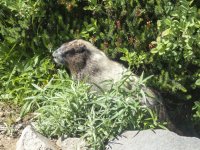 ZDHoaryMarmotP8260104.jpg ZDHoaryMarmotP8260104.jpg