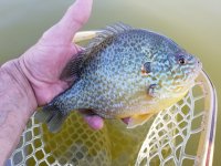 20221002_rodneyfish.jpg 20221002_rodneyfish.jpg