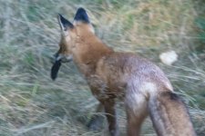 IRedFoxWithDoulgasSquirrel5754.jpg IRedFoxWithDoulgasSquirrel5754.jpg