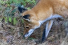 RedFox5782.jpg RedFox5782.jpg