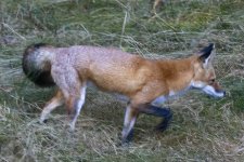 RedFox5763.jpg RedFox5763.jpg