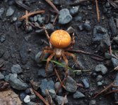 spidersyl2021oct18th.jpg