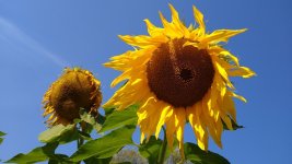 IMG_20221007_094925522.jpg
