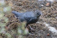 AmericanDipper5180.jpg AmericanDipper5180.jpg