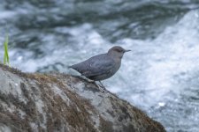 AAmericanDipper5093.jpg AAmericanDipper5093.jpg