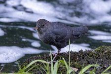 AmericanDipper5202.jpg AmericanDipper5202.jpg