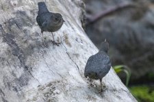 ATwinDippers5185.jpg ATwinDippers5185.jpg