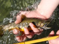 T's brookie.JPG