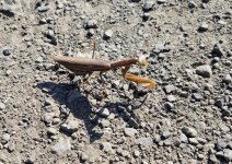20221009_roadsidemantis.jpg