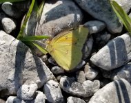 20221009_butterfly.jpg