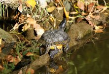 Turtle1.JPG